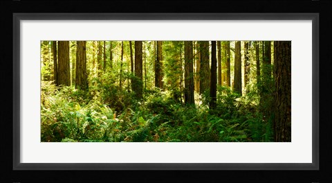 Framed Ferns and Redwood trees in a forest, Redwood National Park, California, USA Print