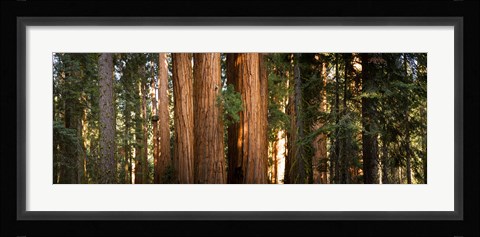 Framed Redwood trees in a forest, Sequoia National Park, California, USA Print