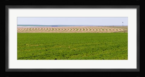 Framed Harvested alfalfa field patterns, Oklahoma, USA Print