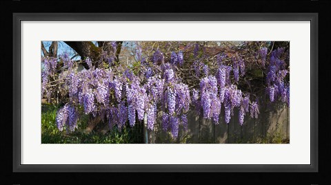 Framed Wisteria flowers in bloom, Sonoma, California, USA Print