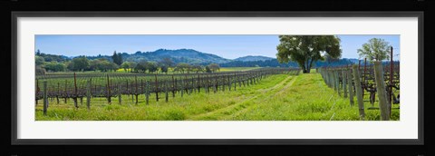 Framed Vineyard in Sonoma Valley, California, USA Print