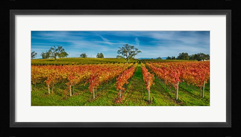 Framed Autumn vineyard at Napa Valley, California, USA Print