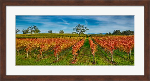 Framed Autumn vineyard at Napa Valley, California, USA Print