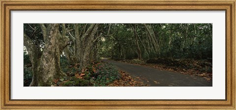 Framed Path passing through a forest, Maui, Hawaii, USA Print
