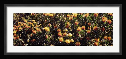 Framed Wildflowers in a field, Maui, Hawaii Print