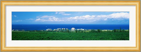 Framed Coffee Field at the oceanside, Maui, Hawaii, USA Print