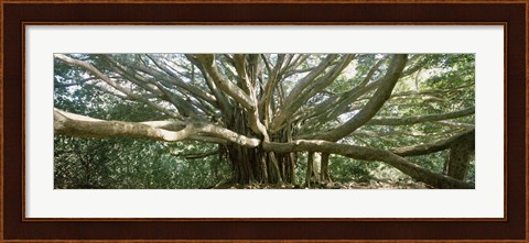 Framed Banyan Tree, Maui, Hawaii Print