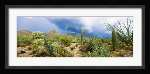 Framed Saguaro National Park, Tucson, Arizona Print