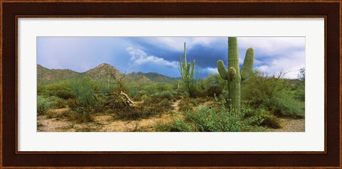 Framed Saguaro cactus (Carnegiea gigantea) in a desert, Saguaro National Park, Arizona Print