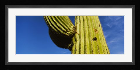 Framed Low angle view of Saguaro cactus (Carnegiea gigantea), Saguaro National Park, Arizona, USA Print