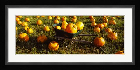 Framed Wheelbarrow in Pumpkin Patch, Half Moon Bay, California, USA Print