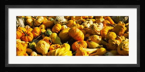 Framed Pumpkins and gourds in a farm, Half Moon Bay, California, USA Print