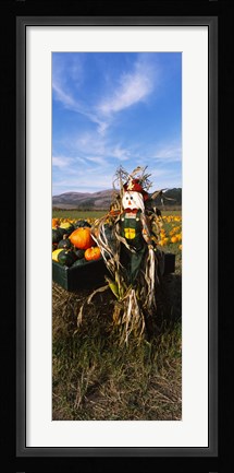 Framed Scarecrow in Pumpkin Patch, Half Moon Bay, California (vertical) Print
