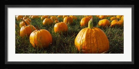 Framed Close Up of Pumpkins in a  Field, Half Moon Bay, California Print