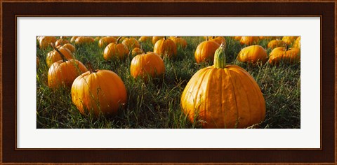 Framed Close Up of Pumpkins in a  Field, Half Moon Bay, California Print