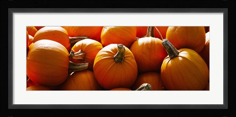 Framed Pumpkins, Half Moon Bay, California, USA Print