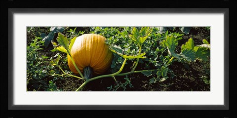 Framed Pumpkin growing in a field, Half Moon Bay, California, USA Print
