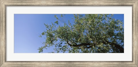 Framed Low angle view of a tree branch against blue sky, San Rafael Valley, Arizona, USA Print
