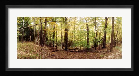 Framed Forest, Kaaterskill Falls area, Catskill Mountains, New York State Print