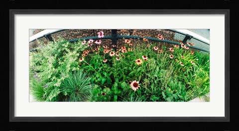 Framed Flower bed, High Line, Chelsea, Manhattan, New York City, New York State, USA Print