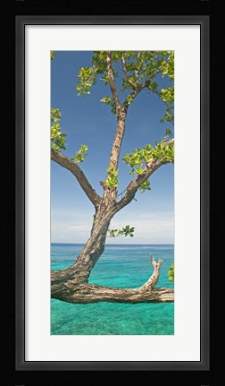 Framed Tree overhanging sea at Xtabi Hotel, Negril, Westmoreland, Jamaica Print