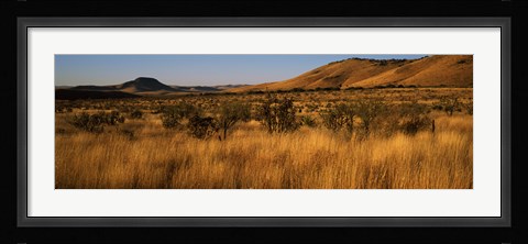 Framed Dry grass on a landscape, Texas, USA Print