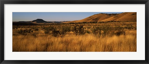 Framed Dry grass on a landscape, Texas, USA Print