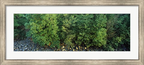Framed High angle view of trees, High Force, River Tees, County Durham, England Print