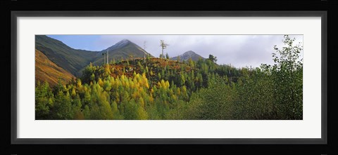 Framed Trees on a mountain, Five Sisters of Kintail, Glen Shiel, Highland Region, Scotland Print