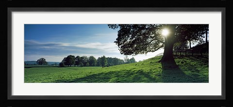 Framed Sun shining through tree in a park, Hovingham Park, Ryedale, North Yorkshire, England Print
