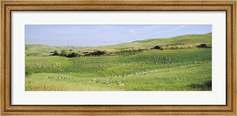 Framed Flock of sheep in a field, Tuscany, Italy Print