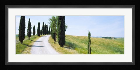 Framed Cypress trees along farm road, Tuscany, Italy Print