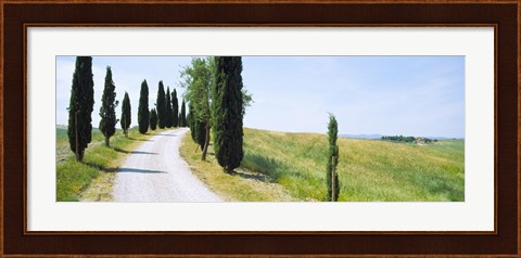 Framed Cypress trees along farm road, Tuscany, Italy Print