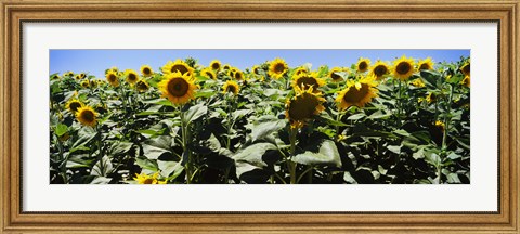 Framed Sunflower field, California, USA Print