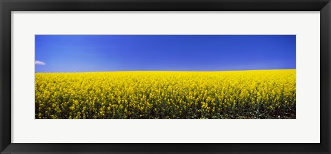Framed Canola field in bloom, Idaho Print