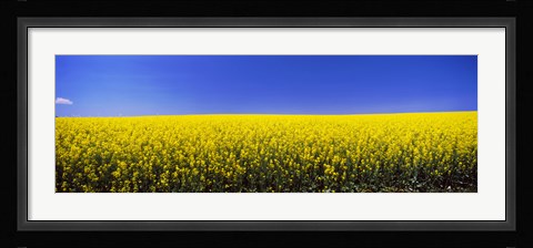 Framed Canola field in bloom, Idaho Print