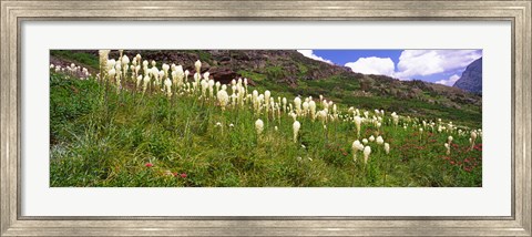 Framed Close Up of Beargrass, US Glacier National Park, Montana Print