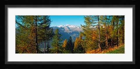 Framed Trees in autumn at Simplon Pass, Valais Canton, Switzerland (horizontal) Print