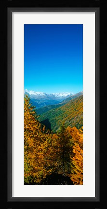 Framed Trees in autumn at Simplon Pass, Valais Canton, Switzerland (vertical) Print