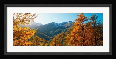 Framed Larch trees in autumn at Simplon Pass, Valais Canton, Switzerland Print