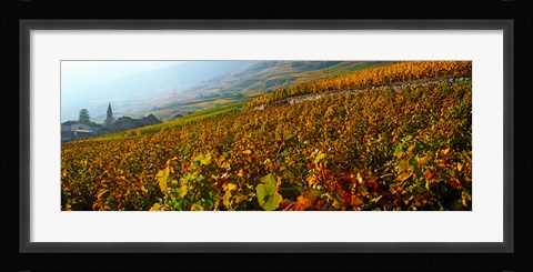 Framed Vineyards and village in autumn, Valais Canton, Switzerland Print