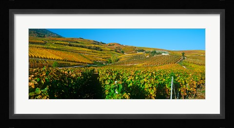 Framed Vineyards in Valais Canton, Switzerland Print