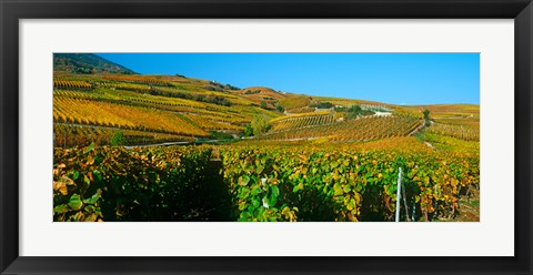 Framed Vineyards in Valais Canton, Switzerland Print