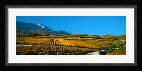Framed Vineyards in autumn, Valais Canton, Switzerland Print