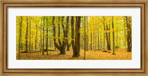 Framed Forest in autumn, Letchworth State Park, New York State, USA Print