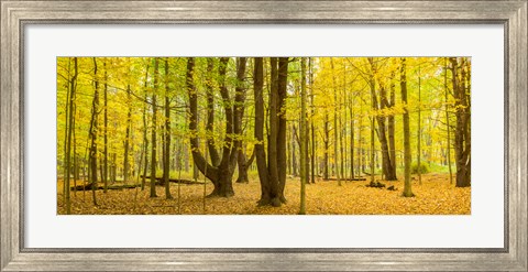 Framed Forest in autumn, Letchworth State Park, New York State, USA Print