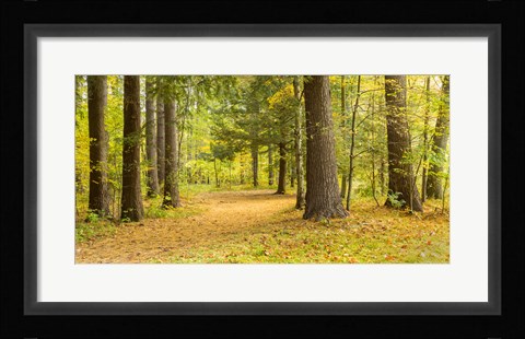 Framed Forest in autumn, New York State, USA Print