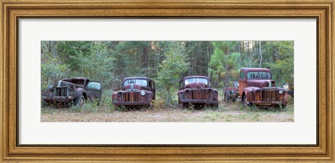 Framed Old rusty cars and trucks on Route 319, Crawfordville, Wakulla County, Florida, USA Print