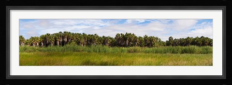 Framed Palm tree grove near Las Palmas Beach, Baja California Sur, Mexico Print