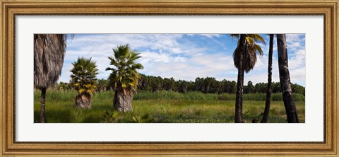Framed Grove of Mexican fan palm trees near Las Palmas Beach, Todos Santos, Baja California Sur, Mexico Print